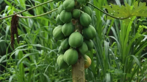 Green papaya fruit on a tree, close-up shot, in Piraí do Norte, Bahia, Brazil Stock Footage 317589590