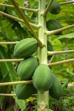 Green papaya fruit tree Stock Photos