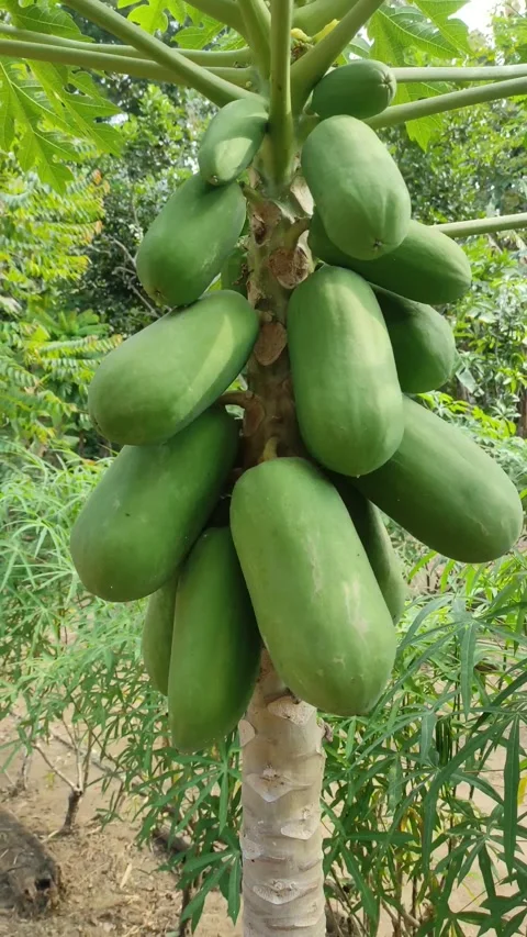 Green papaya growing on a tree Stock Footage 240910395