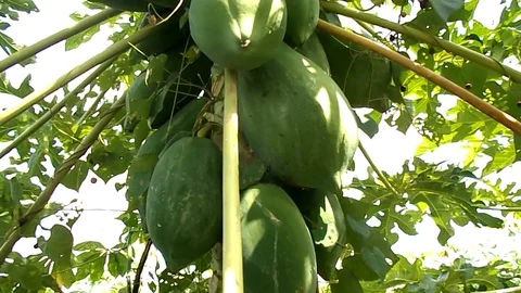 Green papaya hanging on the tree Video stock 116708444