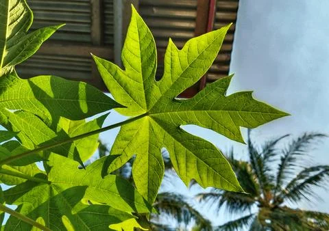 Green Papaya Leaf Pattern with Sunlight and Blue Sky Background Stock Photos