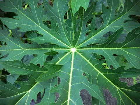 Green Papaya Leaf Texture Stock Photos