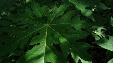 Green Papaya leaves Stock Footage 275902049