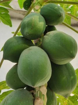 Green Papaya Stock Photos
