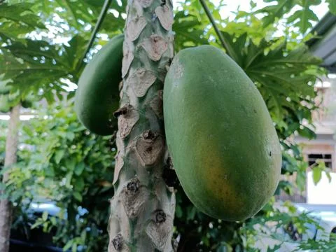 Green papaya On the tree 02 Stock Photos