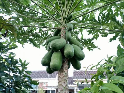 Green papaya On the tree 04 Stock Photos
