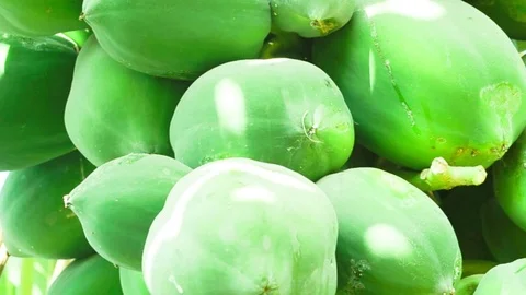 Green Papaya Tree Closeup View Video stock 73828666