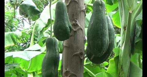 Green papaya on tree Stock Footage 313596709
