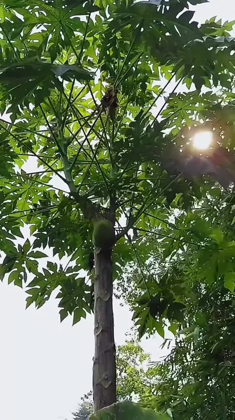 Green Papaya Tree with Fruit Stock Footage 341629061