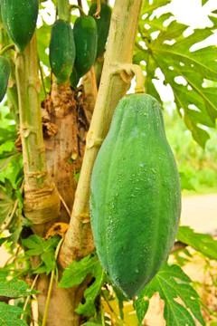 Green papaya on tree Stock Photos