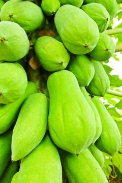 Green papaya on tree Stock Photos