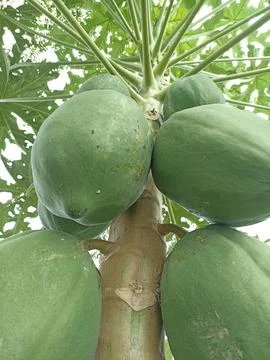 Green papaya in the tree Stock Photos