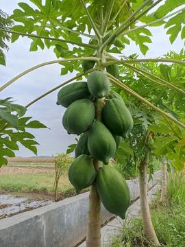 Green papaya in the tree Stock Photos