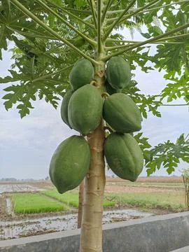 Green papaya in the tree Stock Photos