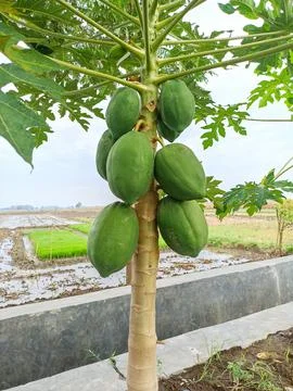 Green papaya in the tree Stock Photos