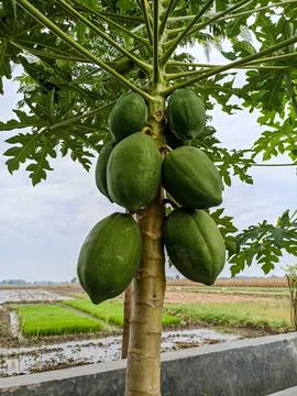 Green papaya in the tree Stock Photos