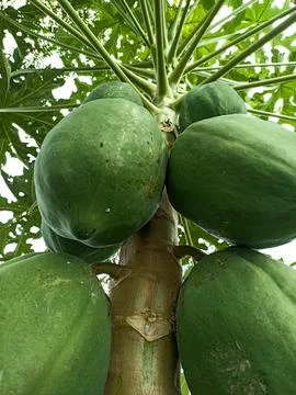 Green papaya in the tree Stock Photos