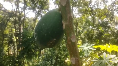 Green Papayas Hanging on the Tree Vídeos de archivo 335825620