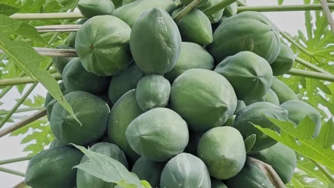 Green Papayas on Tree Cluster Video stock 323083886