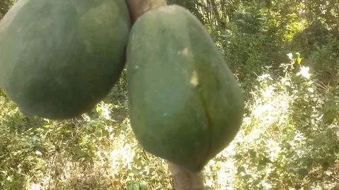 Green Papayas on the Tree Vídeos de archivo 335825642