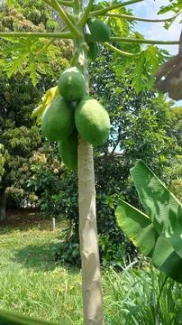 Green papayas on a tree Foto stock