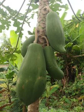 Green Papayas on the Tree Stock Photos