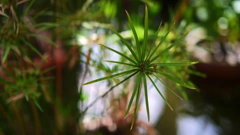 Green papyrus plant reflected in calm pond water Video stock 345864950