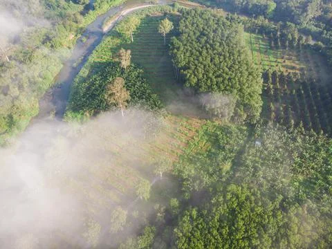 Green para rubber tree forest aerial view Foto stock