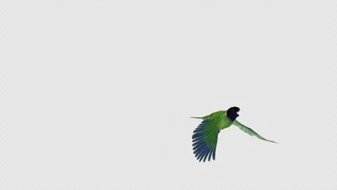 Green Parakeet American Parrot Bird Stock Video Pond5