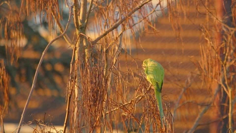 Green Parakeet Bird Perch On Branches Of A Dried Plant. Static Shot 스톡 동영상 280387101