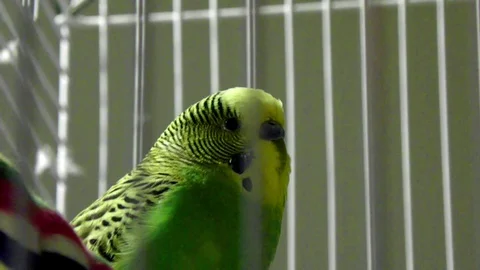 Green Parakeet in Cage Stock Footage 129656043