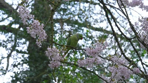Green Parakeet on Cherry Blossom Branch in a London Park Stock Footage 306446142