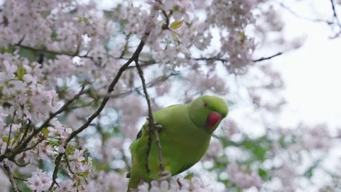 Green Parakeet on Cherry Blossom Tree in London Park Stock Footage 306446135