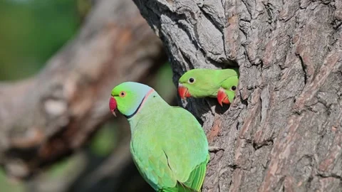 Green parakeet chick calling for food Stock Footage 242017724