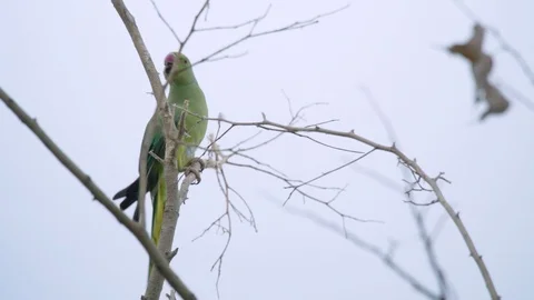 Green parakeet climbing up bare branch, isolated white background Stock Footage 109979710