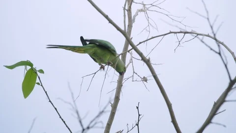 Green parakeet climbing down tree branch with beak and feet 库存影片 109979778