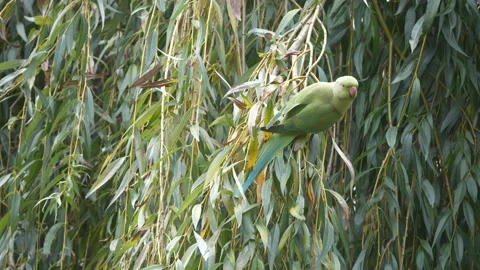 A green parakeet climbing up a tree branch. 库存影片 218623575