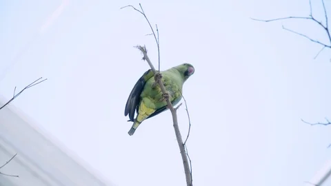 Green parakeet directly above looking down at camera from tree branch 库存影片 109979662