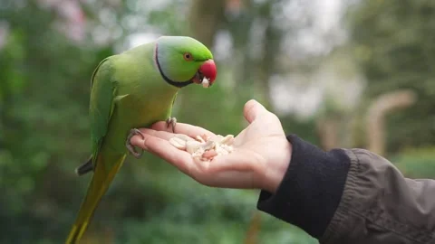 Green Parakeet Feeding on a Hand in a Lush Park Setting Stock Footage 306446146