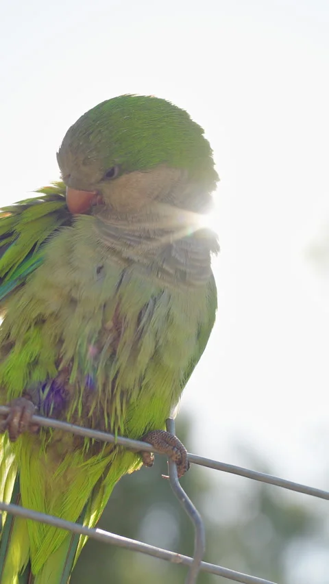 Green parakeet grooming feathers while perched on metal fence Видео 337128521