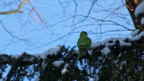 Green parakeet or ring-necked parakeet in wintertime as invasive species 库存影片 262187955