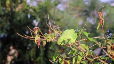 Green parakeet or ring-necked parakeet in wintertime as invasive species 库存影片 262187995