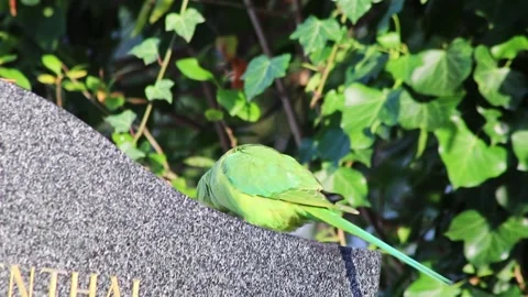 Green parakeet or ring-necked parakeet in wintertime as invasive species Stock Footage 262188046