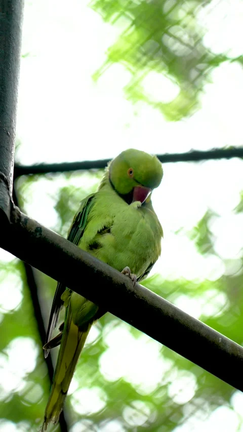 Green Parakeet Perched on a Branch Stock Footage 310615939