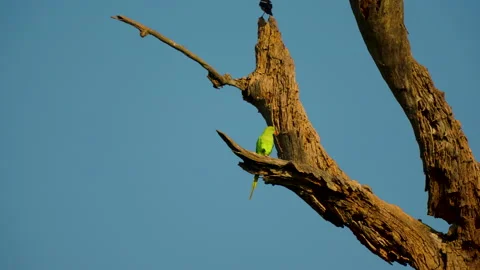 Green Parakeet Perched On Dry Tree Branch In India Stock Footage 339854948