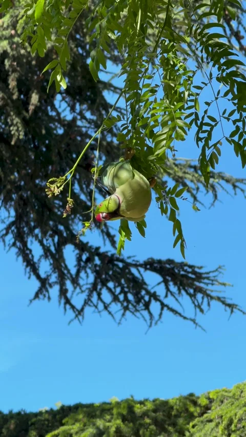 Green Parakeet Perched on Leafy Branch Against Bright Blue Sky in Sunny Park Video stock 336141354