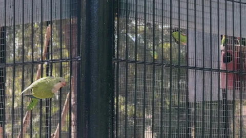 Green parakeet perched outside aviary watching flock inside Stock Footage 328039369