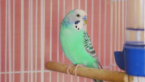 Green parakeet perched resting in cage out of focus then racked in Stock Footage 75151933