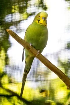 Green parakeet 写真素材
