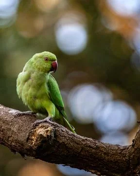 Green Parakeet Stock Photos